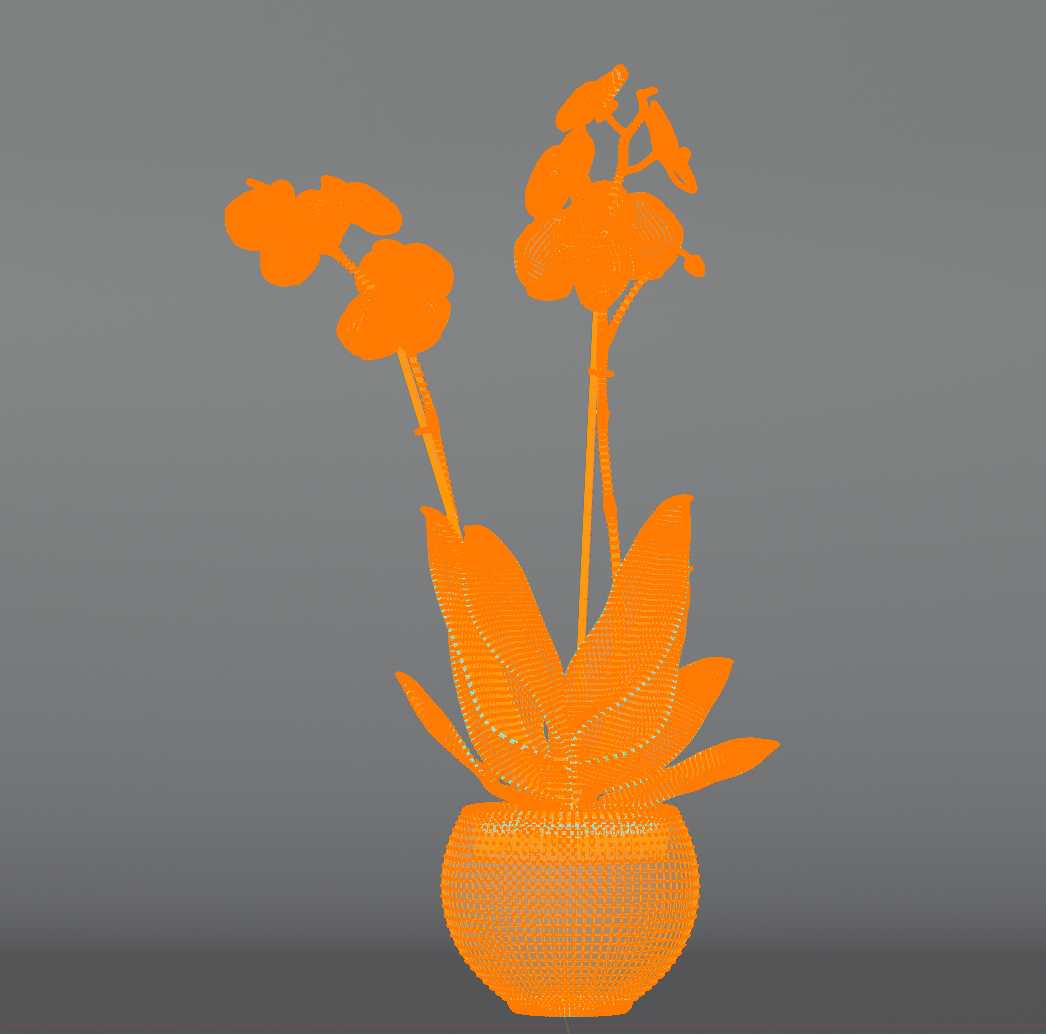 Plant Orchid