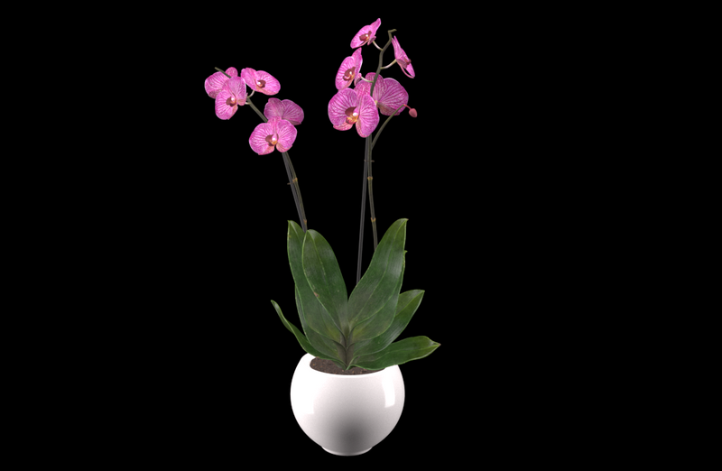 Plant Orchid